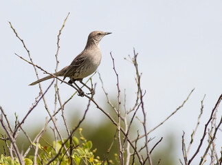 bird in tree