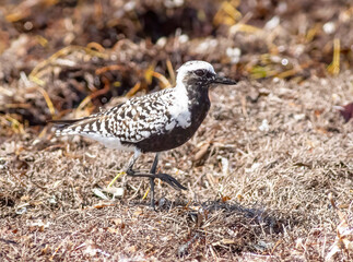 bird on beach