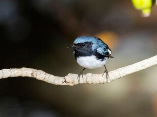 bird on branch