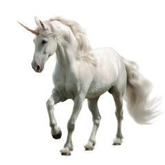 Obraz premium White unicorn full image