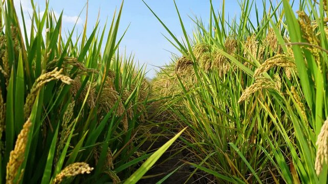 Rice Field Close-up, Rice Crop in Growing Stage