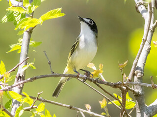 bird in tree
