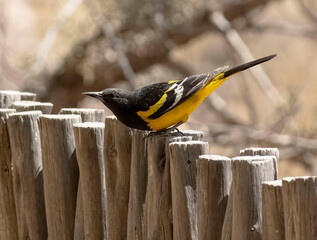 Bird on Fence