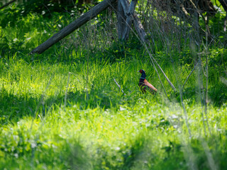 Naklejka premium Fasan