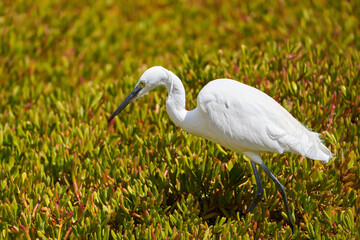 Seidenreiher (Egretta garzetta) auf Nahrungssuche inmitten dicht wachsendem  Meerportulak (Sesuvium portulacastrum) - La Charca de Maspalomas, Gran Canaria
