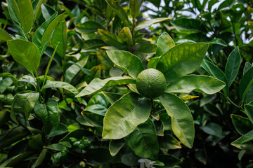 Green Orange Growing on Citrus Tree Branch, Lime, Unripe green orange fruit growing on a healthy citrus tree surrounded by vibrant green.