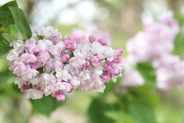 Lilac. Bright photo of lilac blossom. Spring background with beautiful lilac flowers. Natural background. Spring in the park. Lilac flowers close-up with a blurred background. Blooming branch