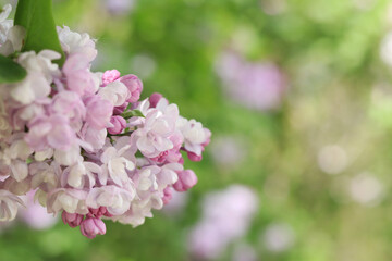Lilac. Bright photo of lilac blossom. Spring background with beautiful lilac flowers. Natural background. Spring in the park. Lilac flowers close-up with a blurred background. Blooming branch