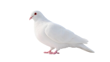 Obraz premium White dove, albino pigeon, pure white feathers, red eyes