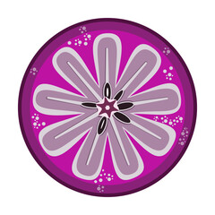 Star apple slice tropical fruit vector illustration 