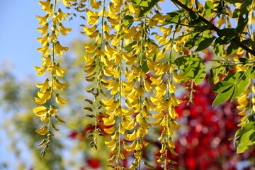 blühender Goldregen im Frühling