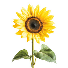 Obraz premium Vibrant sunflower with lush green leaves isolated on a clean transparent background, showcasing natures beauty and elegance, Sunflower, isolated, transparent backgroundGenerative IA