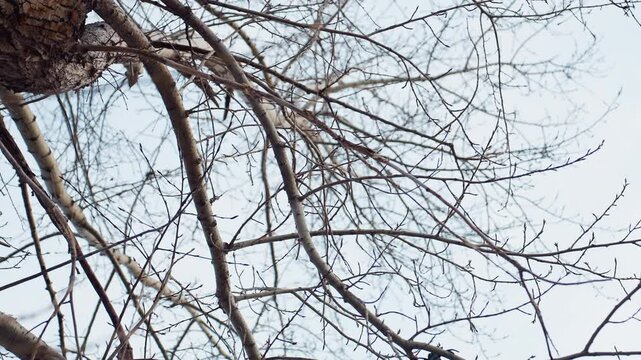 Winter leafless trees with dry intertwined branches stretch against pale sky as small birds perch quietly on twigs, evoking calm seasonal mood in serene natural setting
