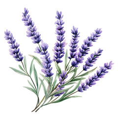 Naklejka premium lavender flowers watercolor isolated on transparent background.png
