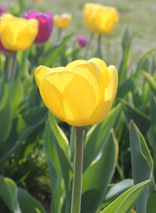 Close up of Yellow tulip on a spring day In West Yorkshire UK