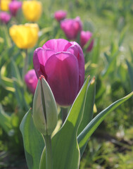 Purple tulips in a field on a spring day in the UK