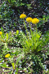 yellow flowers in the garden