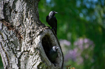 One jackdaw looks out of a tree hollow and another sits next to it on a tree.