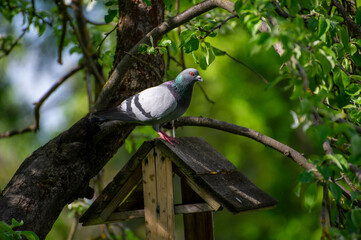 a pigeon sitting on a bird feeder