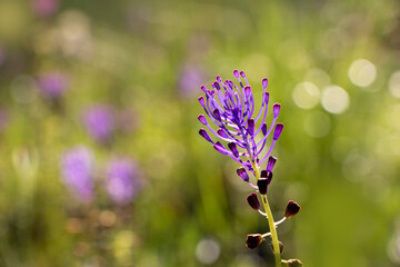 A tassel hyacinth or tassel grape hyacinth with soft green background under sunlight. Copy space. Springtime in Greece. Leopoldia comosa or Muscari comosum.