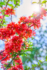 Pink quince flowers. Springtime blooming on the trees with sunshine lighting.