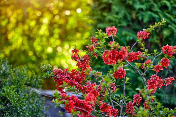 Pink quince flowers in the green garden. Springtime blooming on the trees with warv evening sunshine lighting. Blurry background. Landscape design.