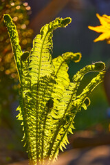 Young leaves of the fern plant in the warm evening lighting. Macro photo with blurry background and beautiful floral details.