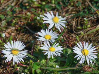 Five large chamomile flowers, close-up
