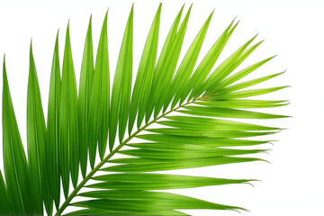 Obraz premium Green Coconut Palm Leaves or Tropical Fronds Isolated on White Background with Clipping Path
