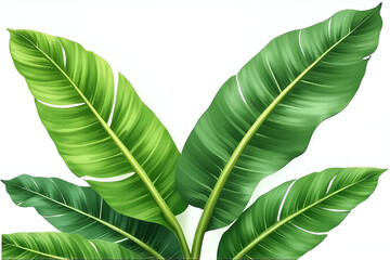 Obraz premium Green Coconut Palm Leaves or Tropical Fronds Isolated on White Background with Clipping Path
