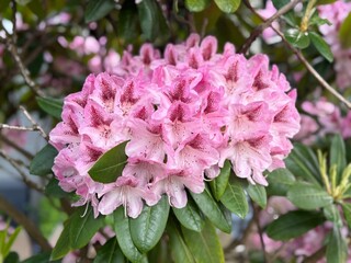 pink hydrangea flowers