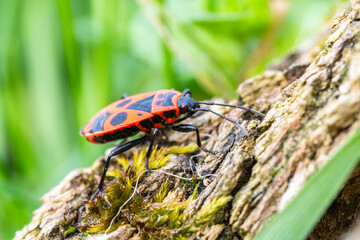 Pyrrhocoris apterus, gendarme en sous-sol forestier