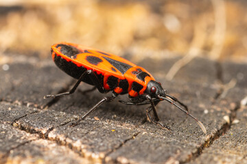 Pyrrhocoris apterus, gendarme en sous-sol forestier