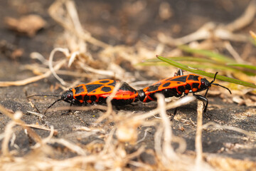 Pyrrhocoris apterus, gendarme en sous-sol forestier