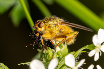 Scathophaga stercoraria, mouche à fumier, prédant un Bibio sp. sur une plante