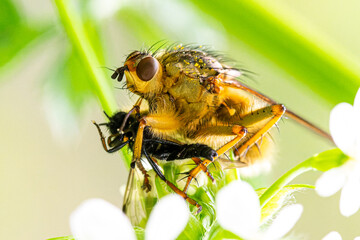 Scathophaga stercoraria, mouche à fumier, prédant un Bibio sp. sur une plante