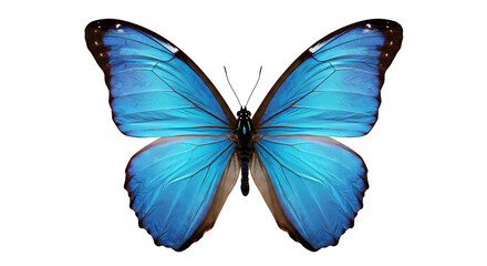 Exquisite Blue Morpho butterfly (Morpho peleides) captured mid-display with wings fully spread, showcasing its stunning iridescent azure and sapphire blue coloration contrasted by dark brown edges and