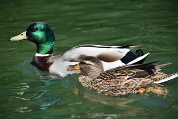 Obraz premium Enten im Teich