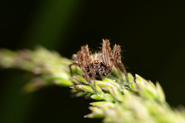 Agalenatea redii, araignée orbitèle, sur un épi de blé