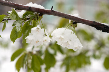 Cherry tree branch with snow stuck on white flowers and green foliage. Threatened crop from spring...