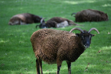 Schwarzes Schaf