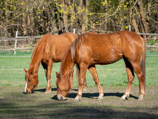 Fototapeta premium Pferd