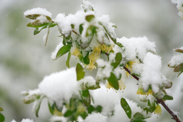 Return spring frosts with snowfall . Flowering bush of honeysuckle under the weight of snowfall.