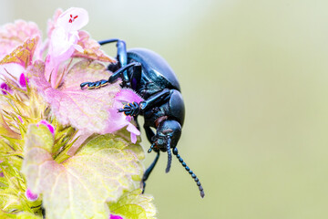 Timarcha tenebricosa, dit crache-sang, sur une fleur