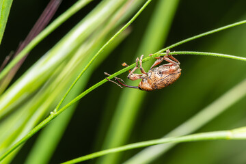 Curculio glandium, charançon des glands, posé sur une plante © Colombe Delons