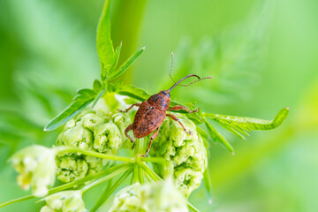 Curculio glandium, charançon des glands, posé sur une plante