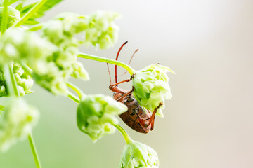 Curculio glandium, charançon des glands, posé sur une plante