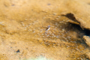 Gerris, pied-de-plomb, insecte sur l'eau