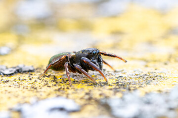 Heliophanus flavipes sur poubelle jaune, araignée en gros plan