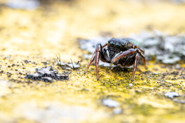 Heliophanus flavipes sur poubelle jaune, araignée en gros plan